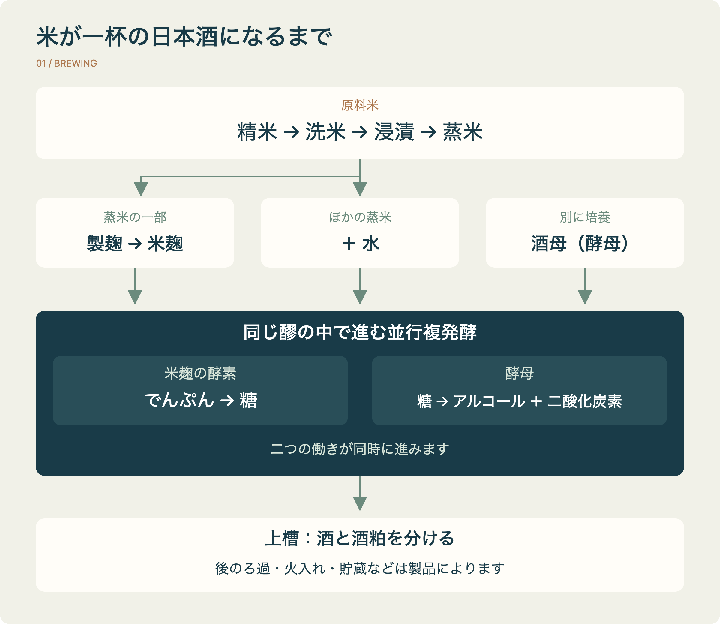 日本酒の工程図。精米、洗米、浸漬、蒸米から製麹へ分岐し、麹が酒母、水、ほかの蒸米と醪で合流します。糖化とアルコール発酵が並行し、上槽と後工程へ進みます。